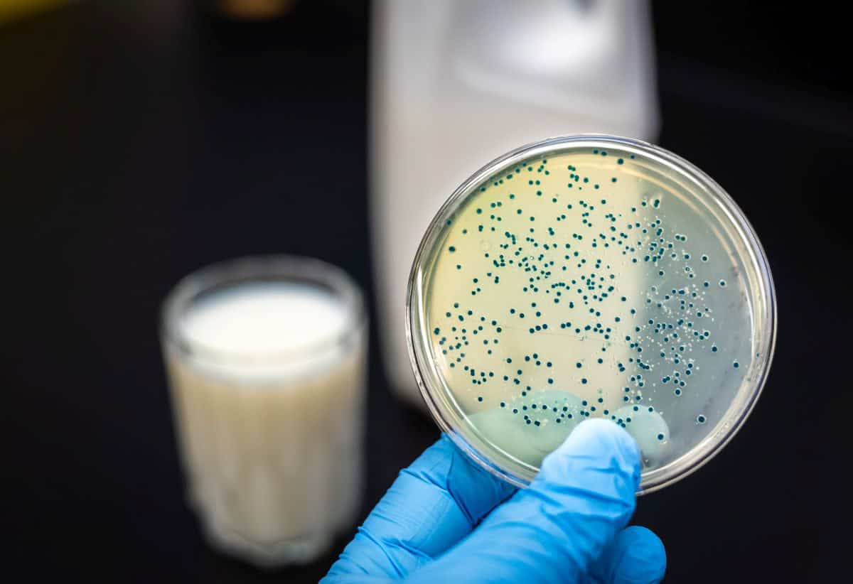 bacteria studies with milk for gut health