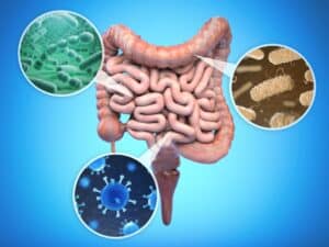 gut bacteria and intestinal flora