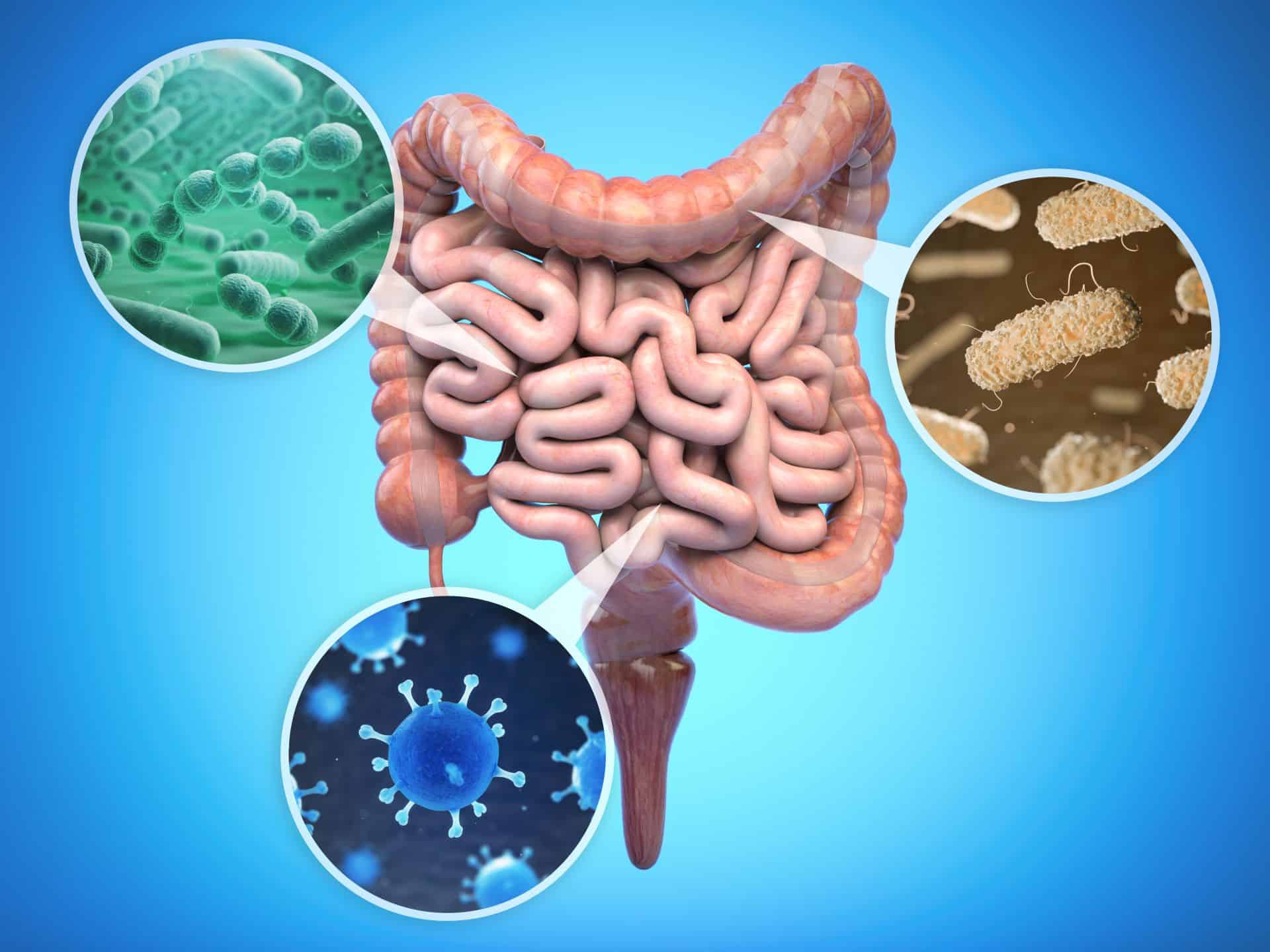 The Essential Role Of Gut Bacteria On Your Health | Oh Biotic