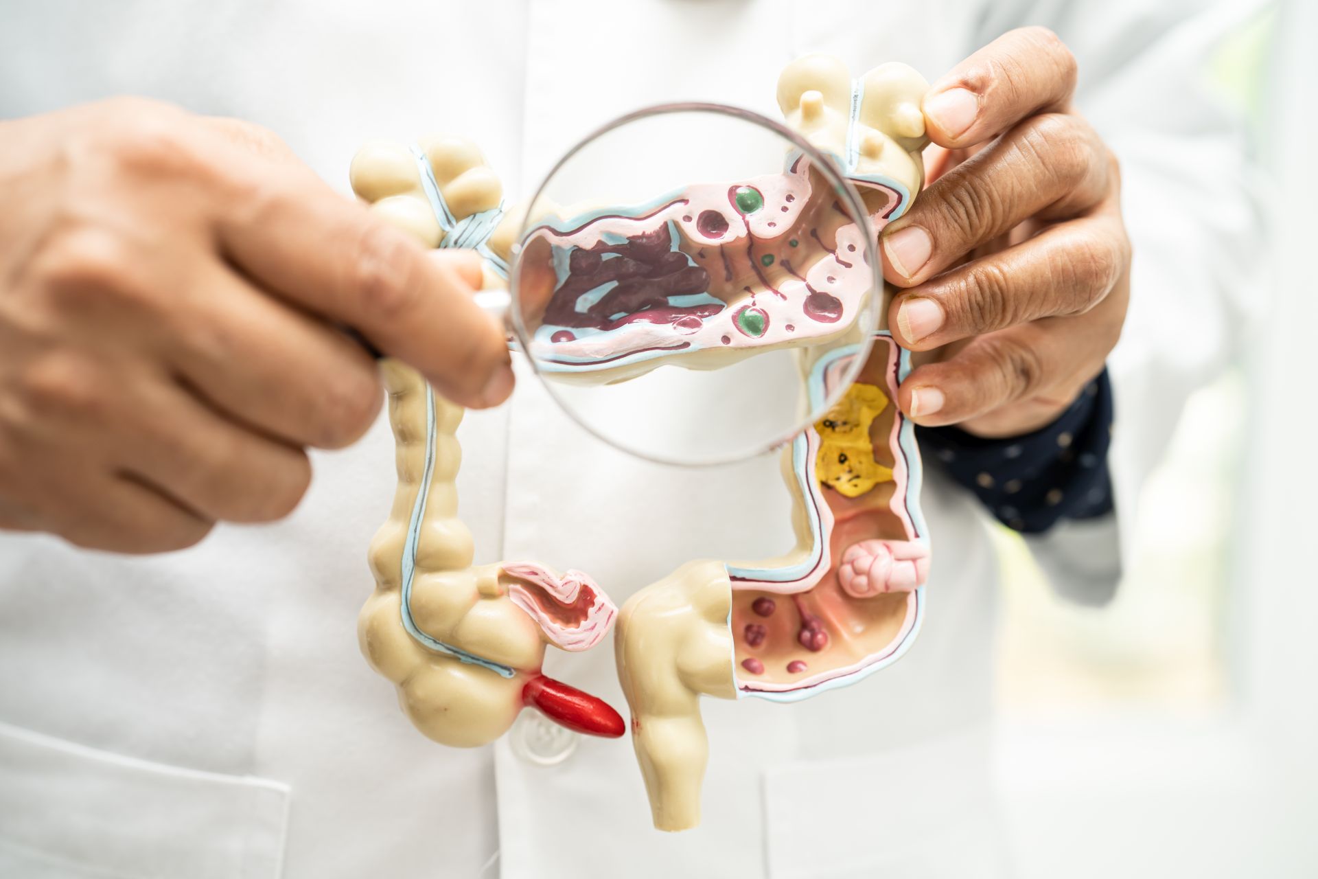 Role of The Microbiome in Digestion